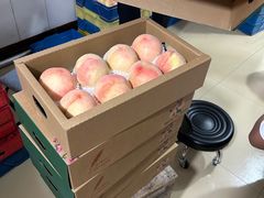 -老袁家蜜桃农场·阳山水蜜桃