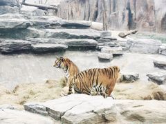 -北京野生动物园