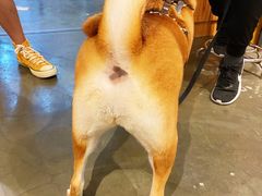 -PETKIT 小佩宠物·低压洗护·美容·寄养(安远店)