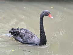 -广州长隆飞鸟乐园