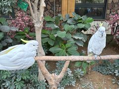 -南宫五洲植物乐园