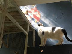 -猫咪博物馆(顶澳仔猫街店)