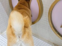 -柴务处·柴犬主题狗咖