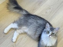 -有喵·猫咖·狗咖·30几只猫10只小狗(岗厦店)