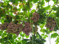 -金谷域澳洲庄园