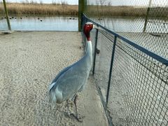 -盐城丹顶鹤湿地生态旅游区