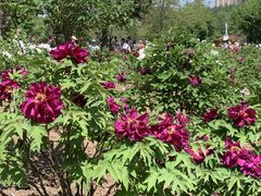 -黑龙江省森林植物园
