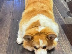 -肥朵食堂(带梦胡同店)