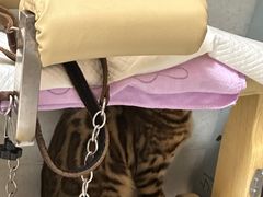 -谐和益家动物医院·免疫绝育·血液透析·宠保定点医院(高新伊藤分院)