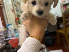-全心全意连锁动物医院·微创中心·内科急重症·心脏专科(丰管路店)