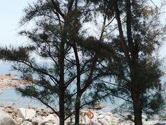-广东惠东海龟国家级自然保护区