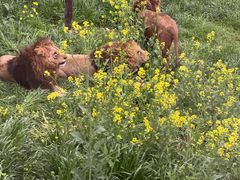 -上海野生动物园