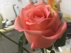 -双季花艺园艺市场(浦东店)