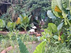 -海南热带野生动植物园