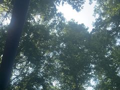 -日照海滨国家森林公园