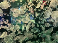 -江和美海洋公园