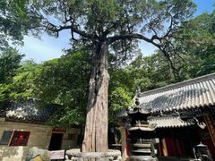 -青岛崂山太清宫