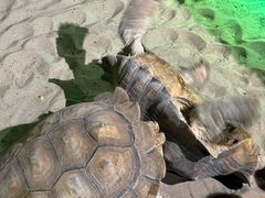 -萌宠奇缘(荣鼎店)