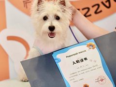 -帕帕拉兹宠物(亚洲旗舰店)