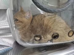 -瑞派动物医院·猫专科·至诚(江南中分院)