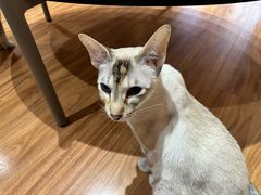 -MOCHA明星猫咖(田子坊店)