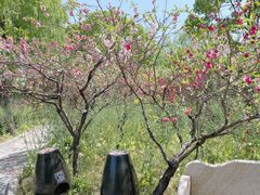 -南汇桃花村