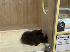 -爪爪喵星球·猫舍(卓悦中心店)