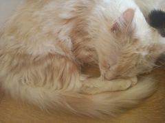 -猫腻·猫咖·撸猫馆(星光大道店)