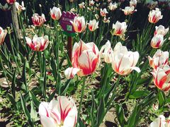 -长春公园(普阳街道)