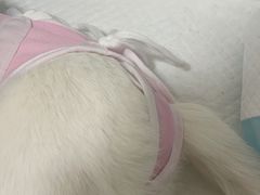 -灵美宠物诊所