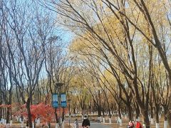 -大兴滨河森林公园