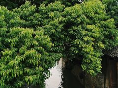 -乌镇景区