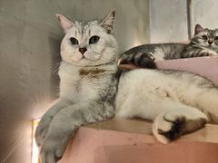 -猫儿山۰猫主题餐厅