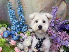 -翊宠yipet猫狗购宠庄园犬舍•猫舍