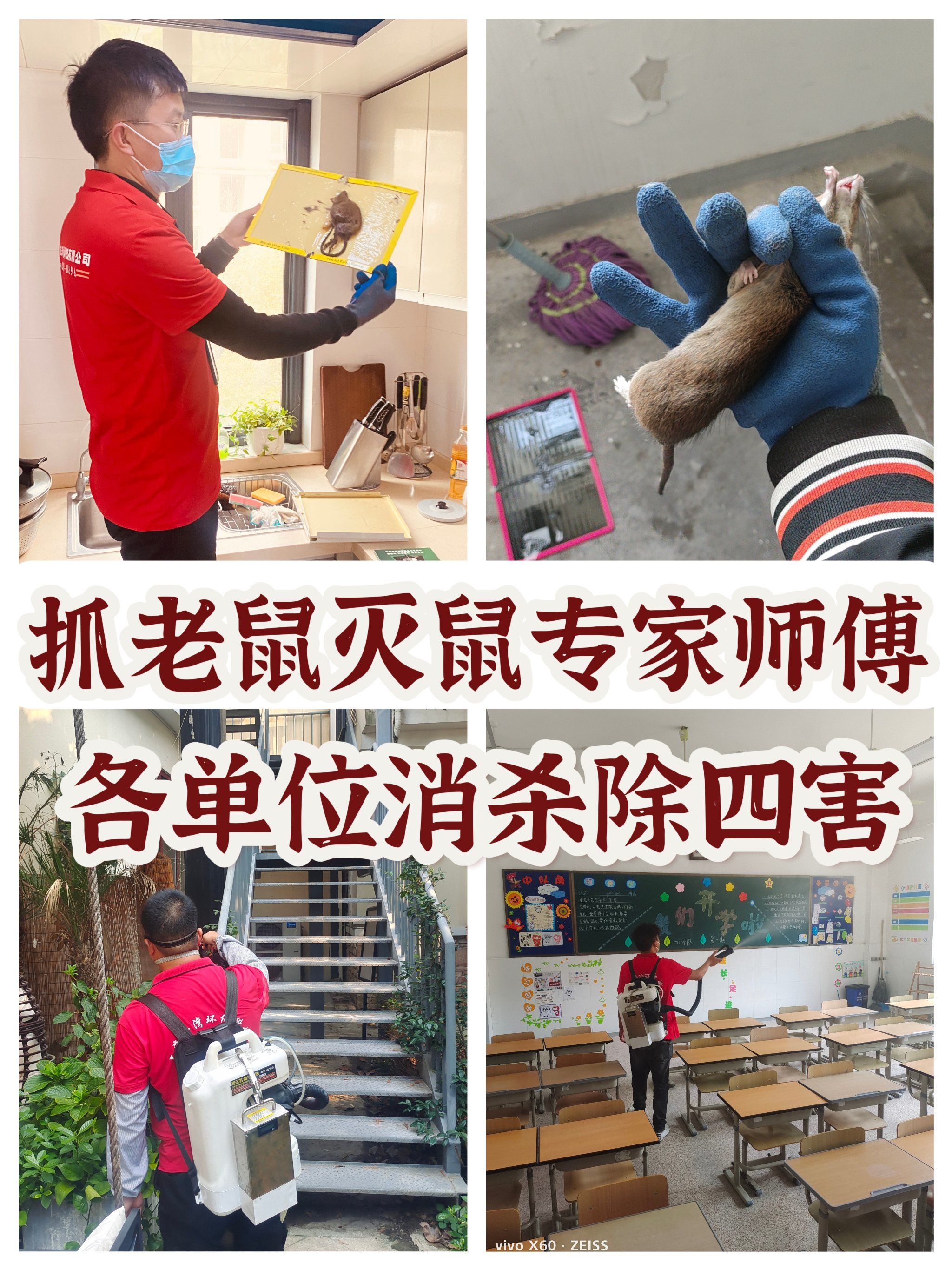 杀虫公司 除虫除蟑螂 杀虫灭鼠 上海灭老鼠