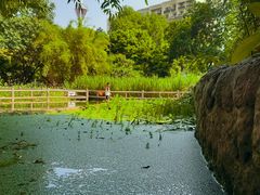 -成都市活水公园