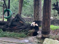 -都江堰中华大熊猫苑