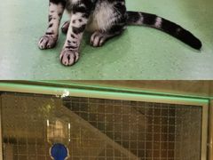 -藦茜花园宠物主题亲子互动体验馆(国顺东路店)