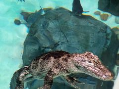 -上海海洋水族馆