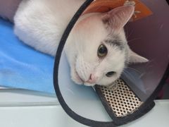 -宠福鑫动物医院(望京分院)