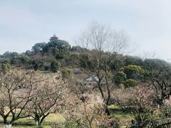 -林屋梅海青梅保护基地