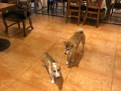 -more than meow吴止猫主题餐厅(承德 中船汇店)