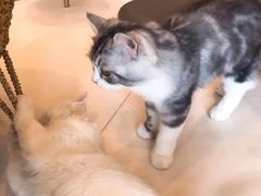 -飞行喵MR PILOT|猫舍·猫咖(静安大融城店)
