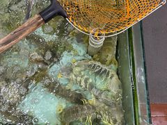-寻味顺德·南记酒家·传统顺德菜·鱼生(广源路店)
