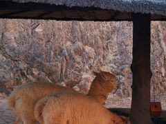 -泉州海丝野生动物世界