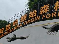 -西双版纳原始森林公园