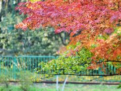 -上海共青森林公园