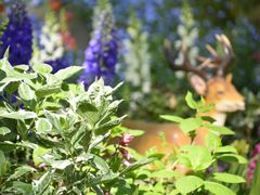 -上海共青森林公园