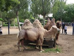 -长白岛森林公园