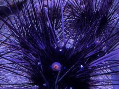 -暹罗海洋世界